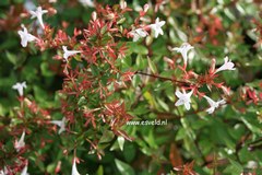 Abelia grandiflora 'Prostrata'