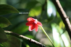 Illicium simonsii