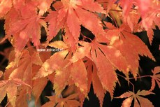 Acer palmatum 'Fukuya'