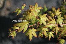 Acer palmatum 'Uta fuku'