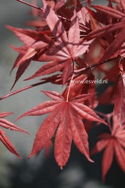 Acer palmatum 'Hefners Red'
