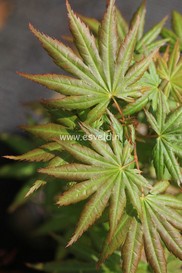 Acer palmatum 'Hitode'