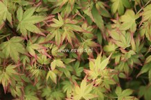 Acer palmatum 'Saiho'
