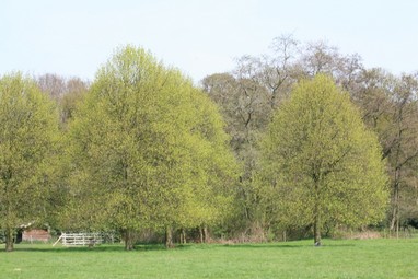 Tilia cordata