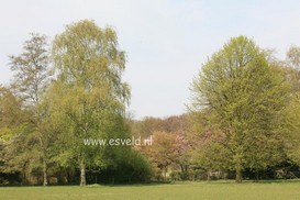 Betula pendula