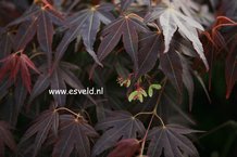 Acer palmatum 'Hama otome'