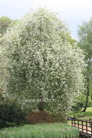 Prunus padus 'Watereri'