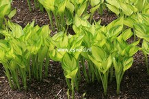 Hosta ventricosa 'Aureomaculata'
