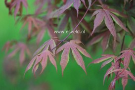 Acer palmatum 'Koba shohjoh'