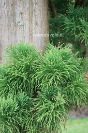Cryptomeria japonica 'Lobbii'