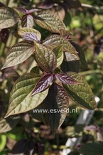 Clerodendrum trichotomum 'Purple Blaze' Clerodendrum trichotomum 'Purple Blaze'