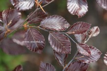 Fagus sylvatica 'Spaethiana'