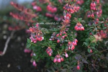 Vaccinium floribundum