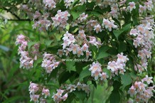 Kolkwitzia amabilis 'Pink Cloud' Kolkwitzia amabilis 'Pink Cloud'