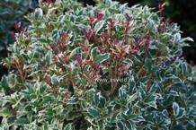 Osmanthus heterophyllus 'Variegatus'