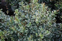 Osmanthus heterophyllus 'Kinbu'