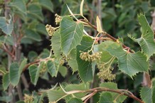 Tilia henryana