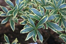 Daphne odora 'Hewreb' (REBECCA)