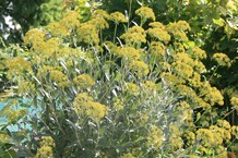 Bupleurum