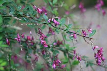 Lespedeza thunbergii