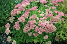 Sedum 'Herbstfreude' Sedum 'Herbstfreude'
