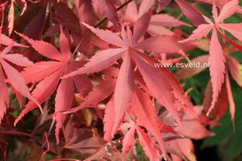 Acer palmatum 'Wild Goose'