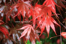 Acer palmatum 'Chitose yama'