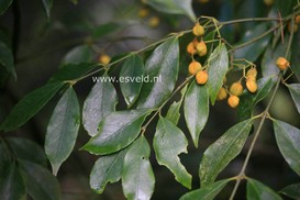 Euonymus myrianthus