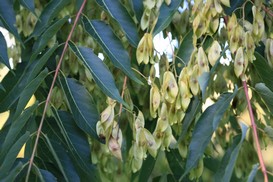 Ailanthus