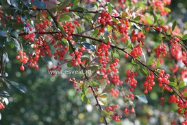Berberis jamesiana
