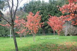 Prunus sargentii
