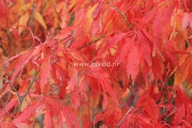 Acer palmatum 'Tsukuma no'