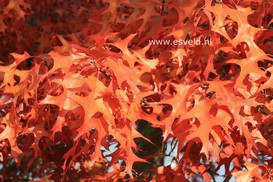 Quercus coccinea