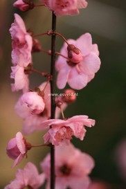 Prunus blireiana