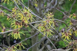 Hamamelis intermedia 'Anne'