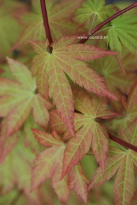 Acer palmatum 'Summergold'