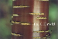 Prunus serrula