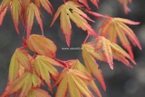 Acer palmatum 'Sode nishiki'