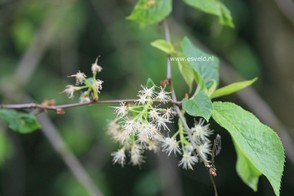 Prunus maackii