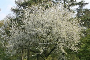 Prunus avium