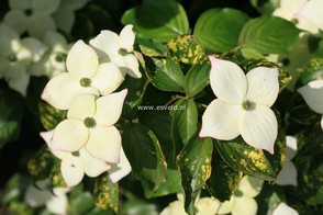 Cornus kousa 'Miss Petty'