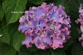 Hydrangea macrophylla 'Spike' (BEAUTENSIA)