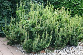 Hedera helix 'Erecta'
