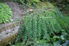Salix integra 'Pendula'