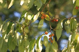 Diospyros lotus