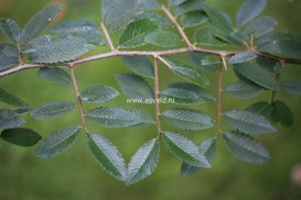 Hemiptelea davidii Hemiptelea davidii