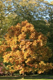 Quercus 'Pondaim'