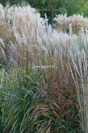 Miscanthus sinensis 'Ghana'