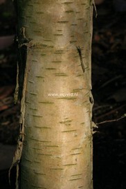 Betula pendula 'Westonbirt'