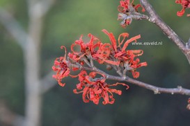 Hamamelis intermedia 'Arnhem'